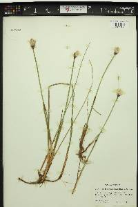 Eriophorum chamissonis image