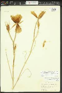 Calochortus macrocarpus image