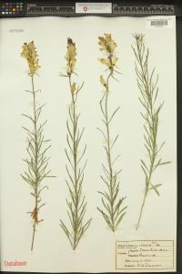 Linaria vulgaris image