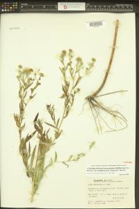 Symphyotrichum lanceolatum image