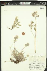 Phacelia oreopola subsp. simulans image