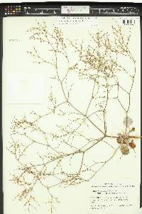 Eriogonum cernuum image