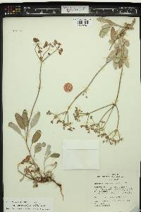Eriogonum corymbosum var. revealianum image