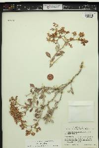 Eriogonum corymbosum image