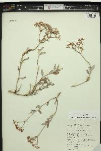 Eriogonum corymbosum var. corymbosum image