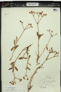 Eriogonum corymbosum var. corymbosum image