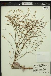 Eriogonum deflexum image