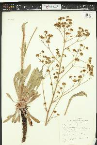 Eriogonum alatum image