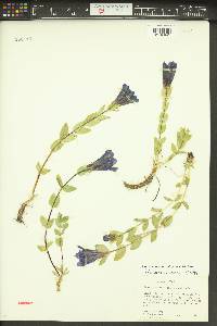 Gentiana calycosa image