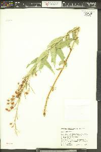 Penstemon venustus image