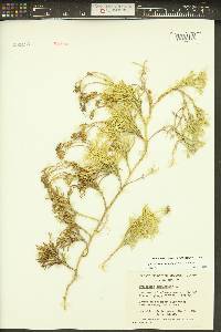 Diphasiastrum complanatum image