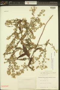 Symphyotrichum lateriflorum image