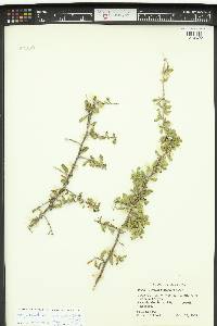 Lycium exsertum image