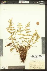 Woodsia obtusa subsp. occidentalis image