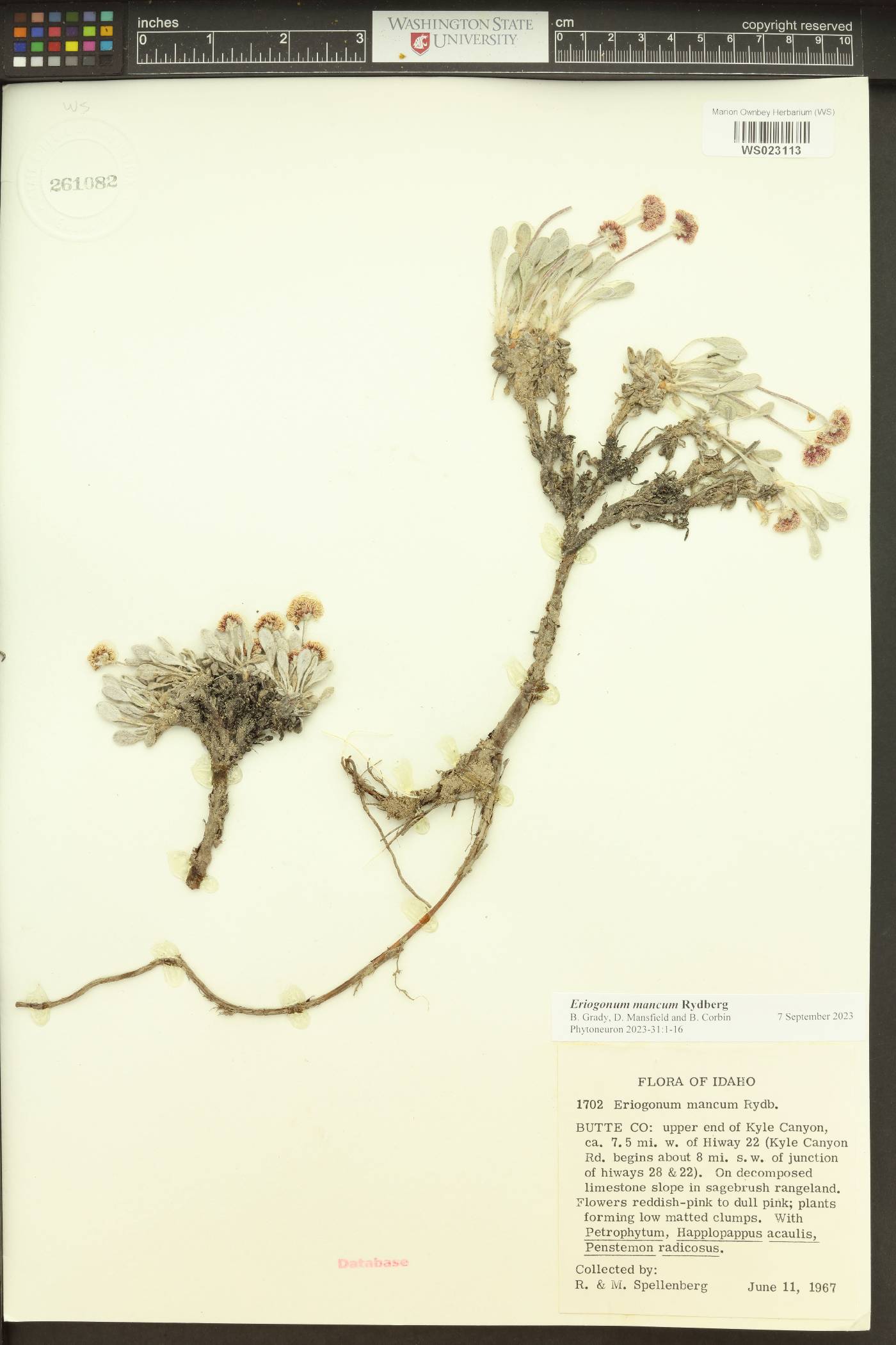 Eriogonum mancum image