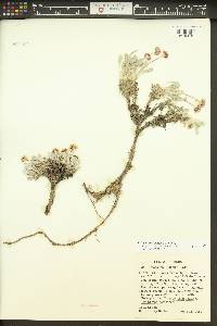 Eriogonum mancum image