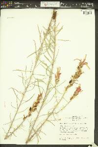 Castilleja linariifolia image