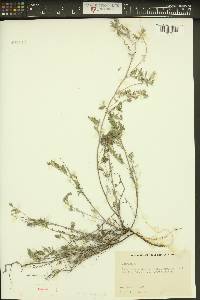 Astragalus microcystis image