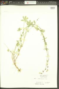 Sidalcea glaucescens image
