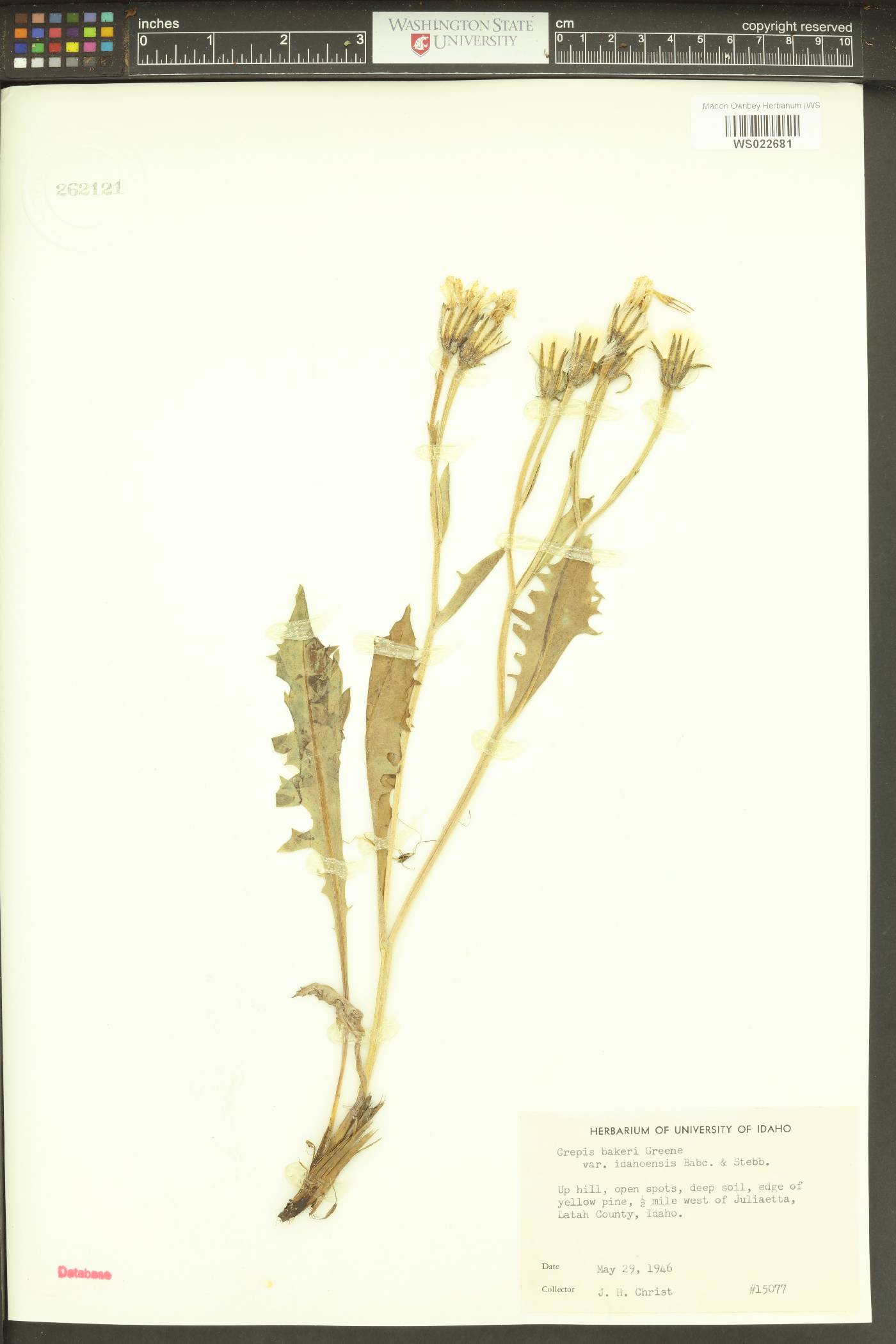 Crepis bakeri subsp. idahoensis image