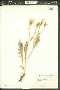 Crepis bakeri image