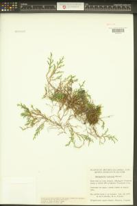 Selaginella wallacei image