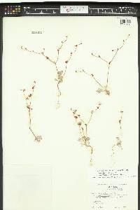 Eriogonum cithariforme var. agninum image