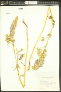 Sidalcea hirsuta image