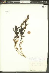 Penstemon fruticosus image