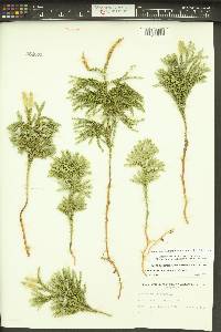 Dendrolycopodium dendroideum image