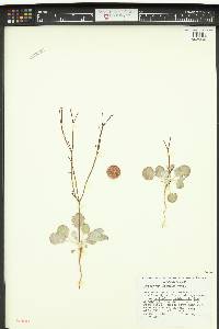 Eriogonum cernuum image