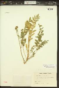 Polemonium californicum image