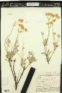 Eriogonum umbellatum var. vernum image