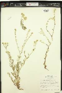 Cryptantha intermedia image