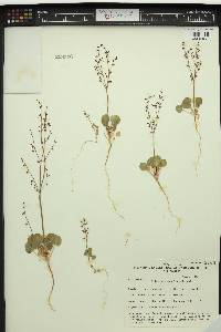 Eriogonum concinnum image