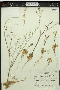 Eriogonum concinnum image