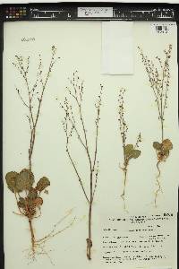 Eriogonum concinnum image