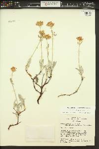 Eriogonum heracleoides image