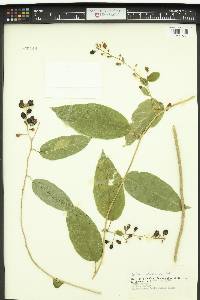 Cestrum scandens image