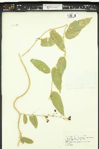 Cestrum scandens image