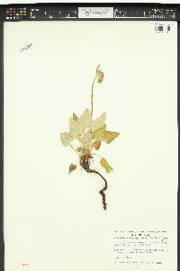 Eriogonum compositum var. compositum image
