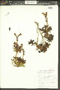 Penstemon fruticosus image
