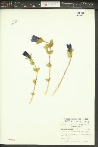 Gentiana calycosa image