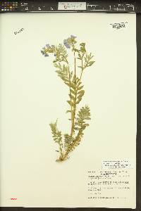 Polemonium californicum image