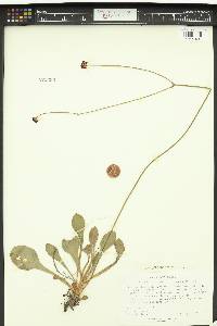 Image of Eriogonum ciliatum