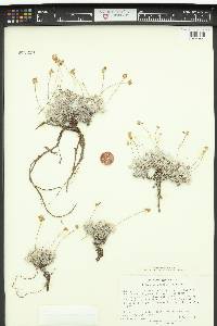 Eriogonum argophyllum image