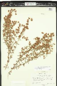 Eriogonum abertianum image