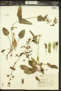 Penstemon wilcoxii image