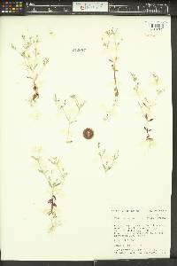 Phlox gracilis image