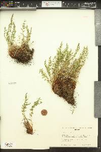 Woodsia oregana subsp. cathcartiana image